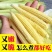 新鲜甜玉米笋鲜嫩蔬菜水果小玉米棒玉米芯非转基因新鲜商用现摘