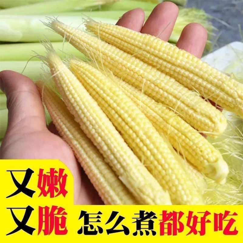 新鲜甜玉米笋鲜嫩蔬菜水果小玉米棒玉米芯非转基因新鲜商用现摘