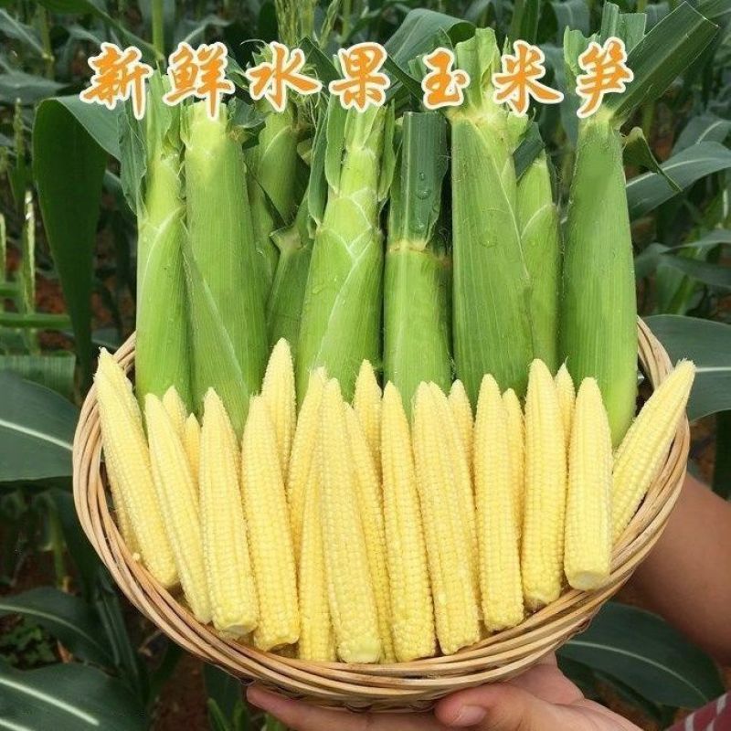 新鲜甜玉米笋鲜嫩蔬菜水果小玉米棒玉米芯非转基因新鲜商用现摘
