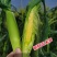 新鲜甜玉米笋鲜嫩蔬菜水果小玉米棒玉米芯非转基因新鲜商用现摘