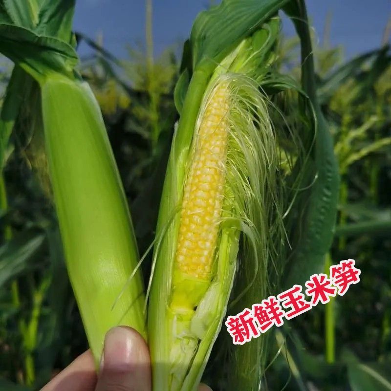 新鲜甜玉米笋鲜嫩蔬菜水果小玉米棒玉米芯非转基因新鲜商用现摘