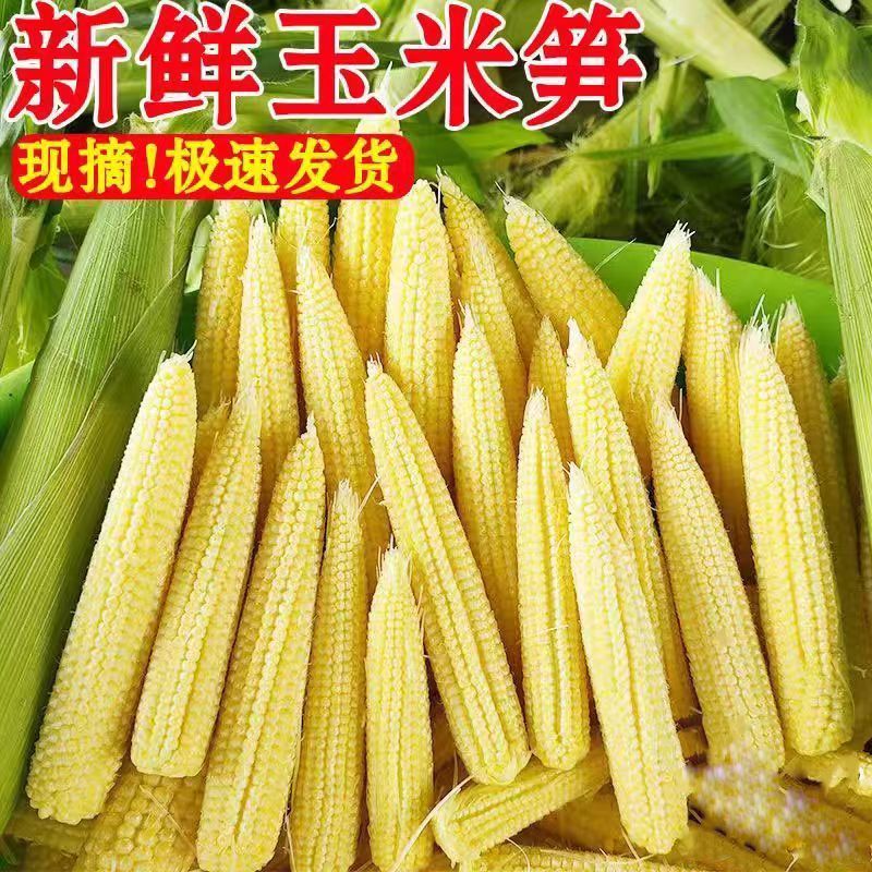新鲜甜玉米笋鲜嫩蔬菜水果小玉米棒玉米芯非转基因新鲜商用现摘