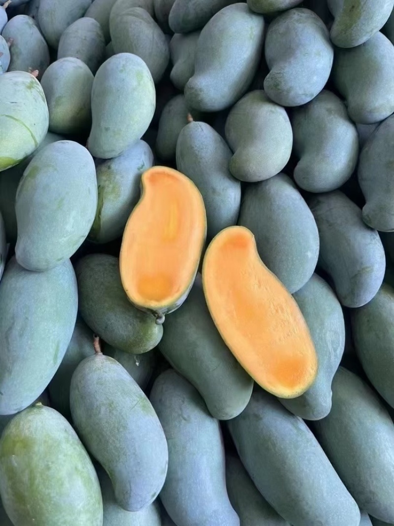 贵七