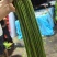 精品长豆角（豇豆）大量供应！诚信经营，合作共赢！
