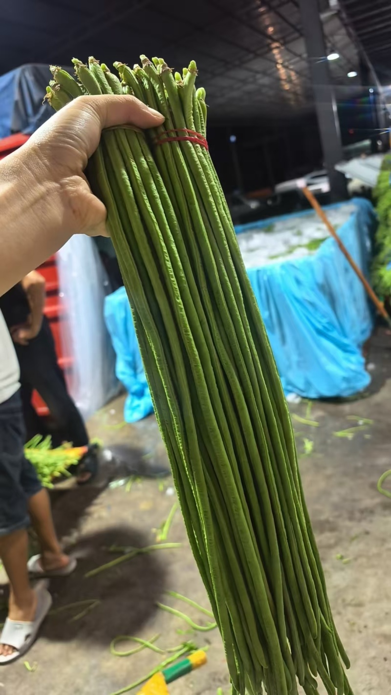 精品长豆角（豇豆）大量供应！诚信经营，合作共赢！