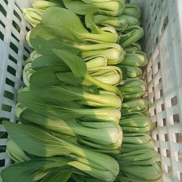 绿优518小青菜种子耐热耐抽苔高产青梗菜种籽上海青