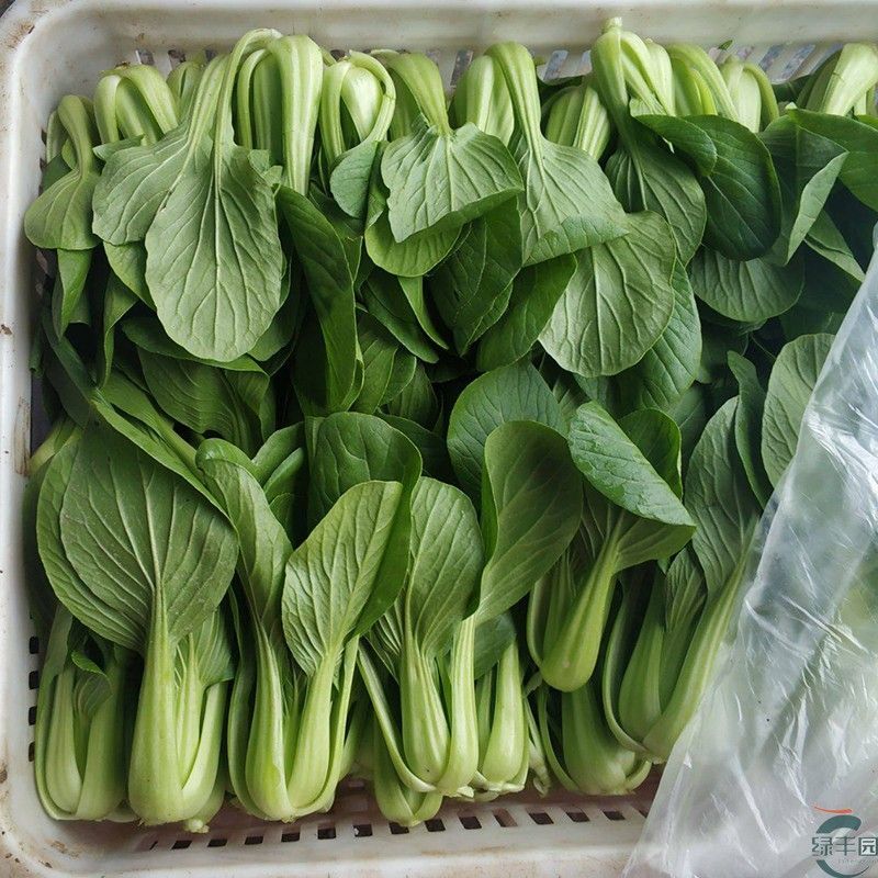 绿优518小青菜种子耐热耐抽苔高产青梗菜种籽上海青