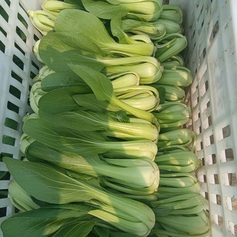 绿优518小青菜种子耐热耐抽苔高产青梗菜种籽上海青