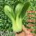 绿优518小青菜种子耐热耐抽苔高产青梗菜种籽上海青