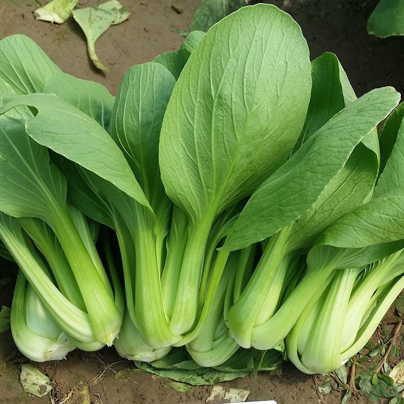 绿优518小青菜种子耐热耐抽苔高产青梗菜种籽上海青