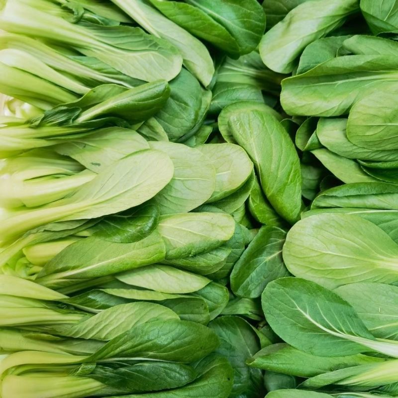 绿优518小青菜种子耐热耐抽苔高产青梗菜种籽上海青