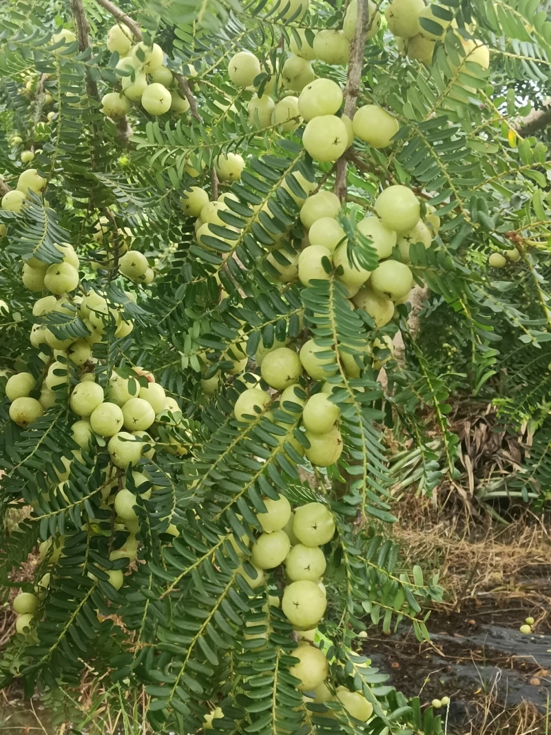 广东牛柑果/汕尾油甘果/牛柑果/价格实惠/欢迎选购…