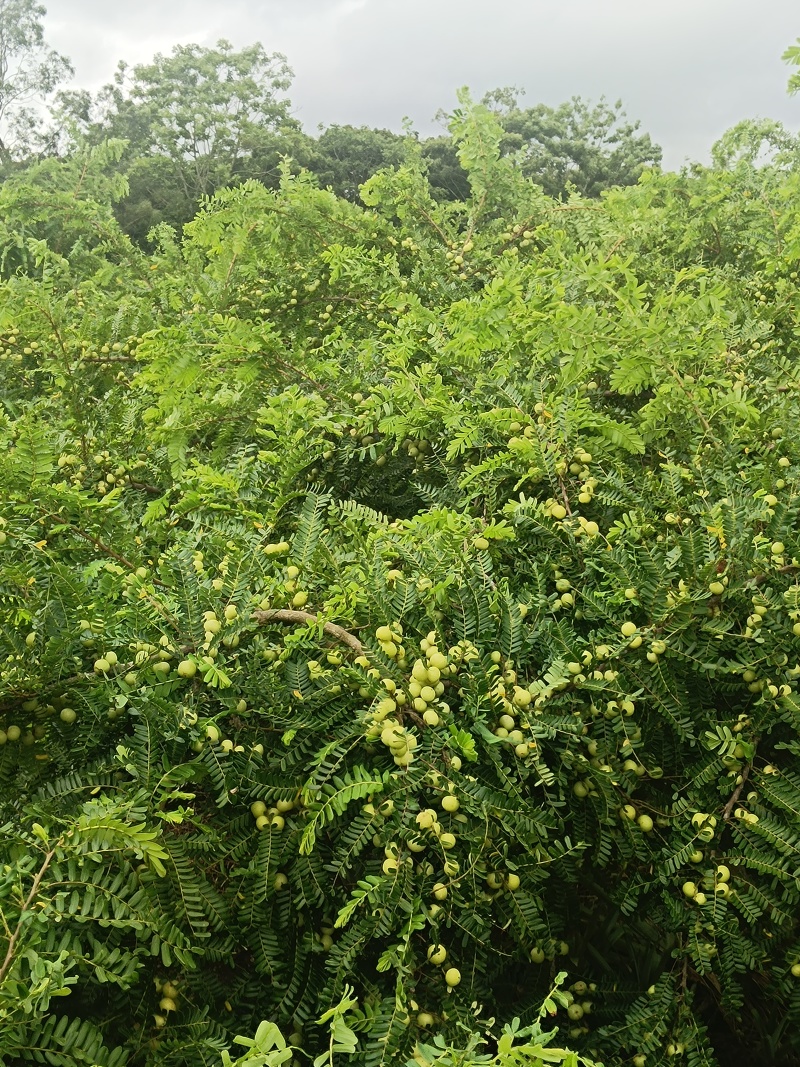 广东牛柑果/汕尾油甘果/牛柑果/价格实惠/欢迎选购…