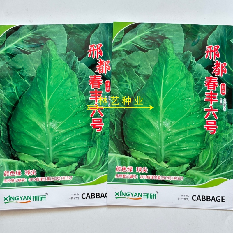 邢都春丰六号牛心甘蓝种子亮绿大球早熟高产抗病商品性佳