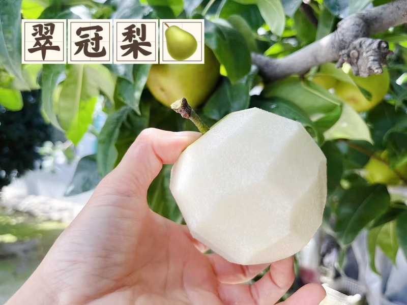 砀山翠冠梨连片果园种植口感蜜甜对接商超市场