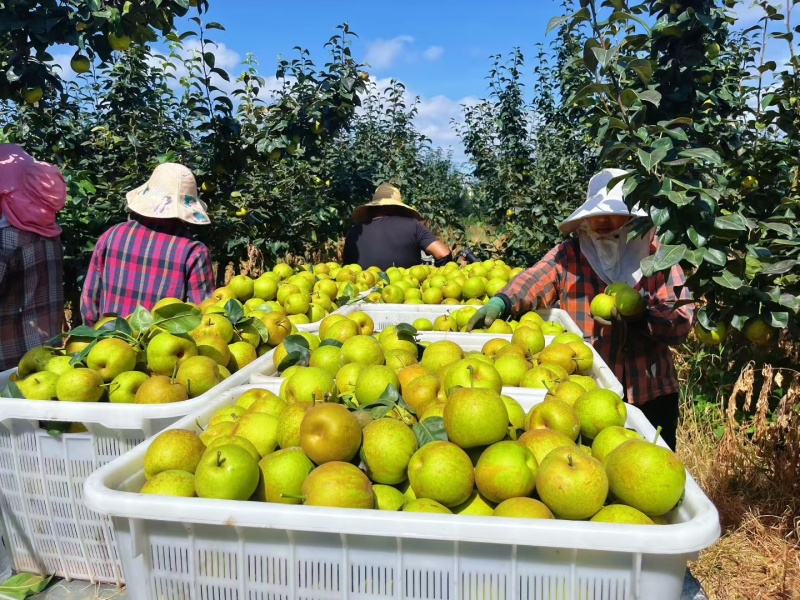 砀山翠冠梨连片果园种植口感蜜甜对接商超市场