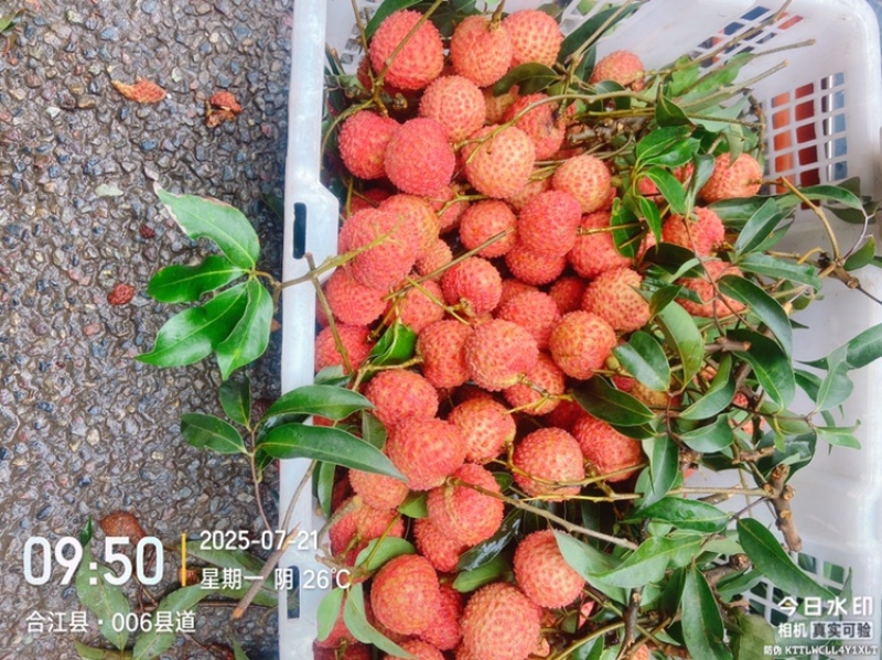 合江荔枝黛绿