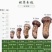 中国松茸之乡雅江松茸鲜货上市销售统货和各规格都有现货