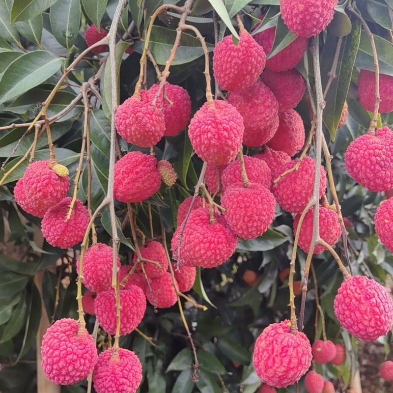 荔枝中的爱玛仕仙进奉