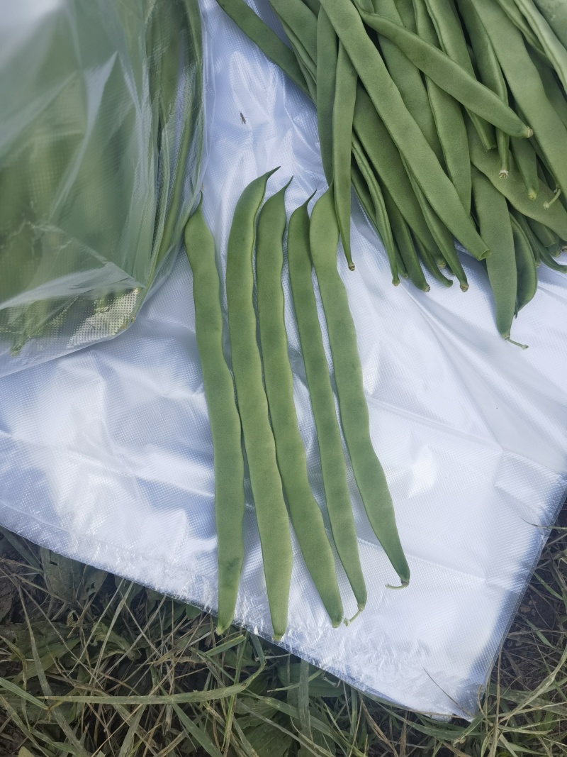 扁条架豆帝王168