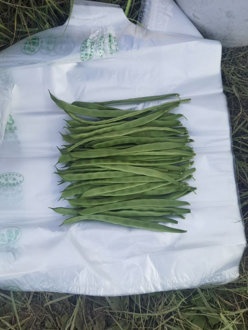 扁条架豆帝王168