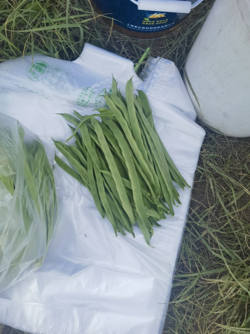 扁条架豆帝王168