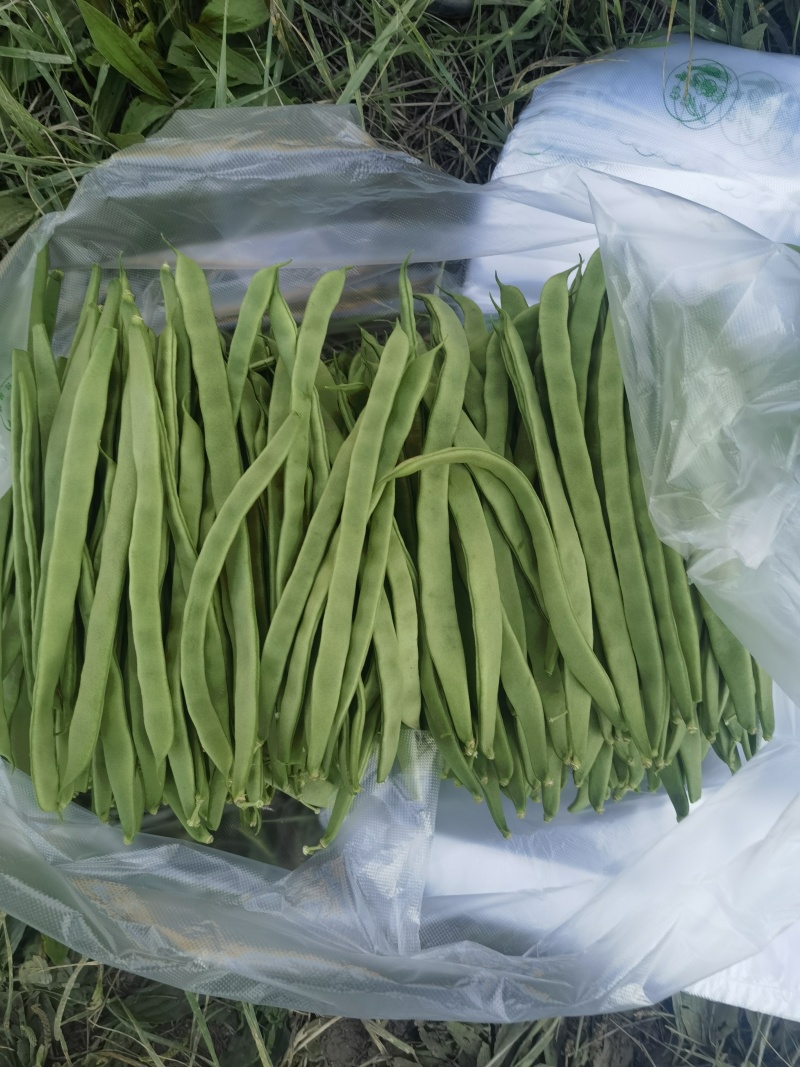 扁条架豆帝王168