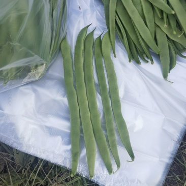 扁条架豆帝王168