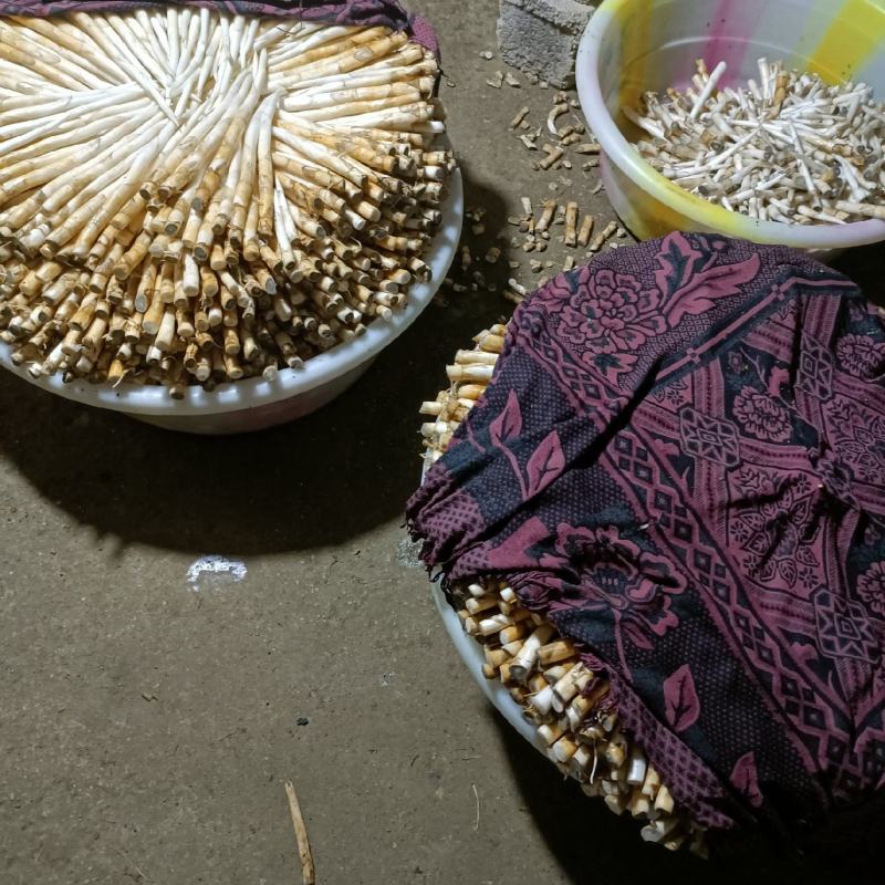 象牙菜是香蒲科香蒲属多年生水生或沼生草本植物