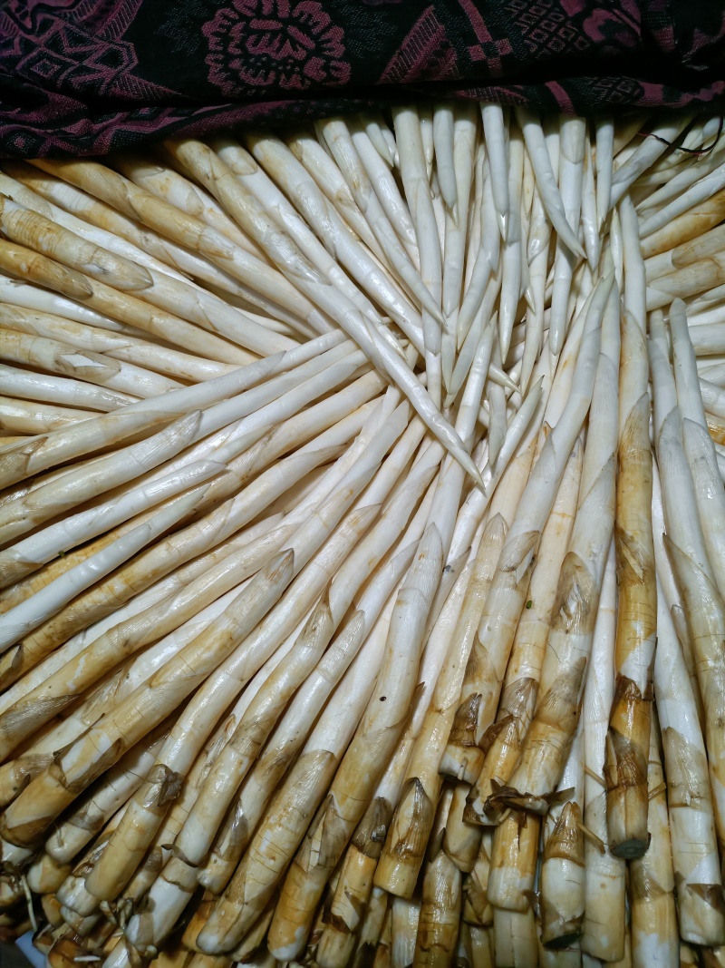 象牙菜是香蒲科香蒲属多年生水生或沼生草本植物
