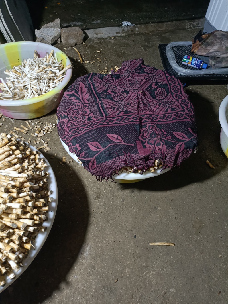 象牙菜是香蒲科香蒲属多年生水生或沼生草本植物