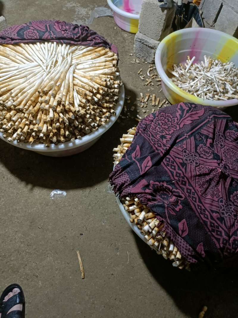 象牙菜是香蒲科香蒲属多年生水生或沼生草本植物