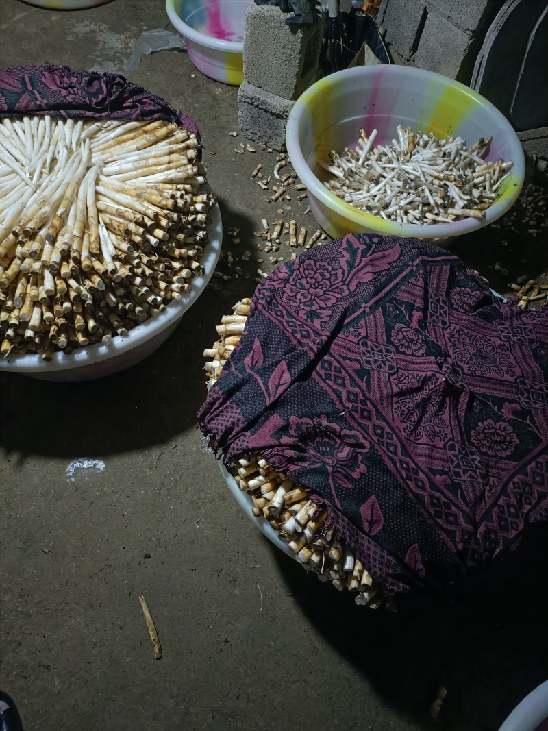 象牙菜是香蒲科香蒲属多年生水生或沼生草本植物