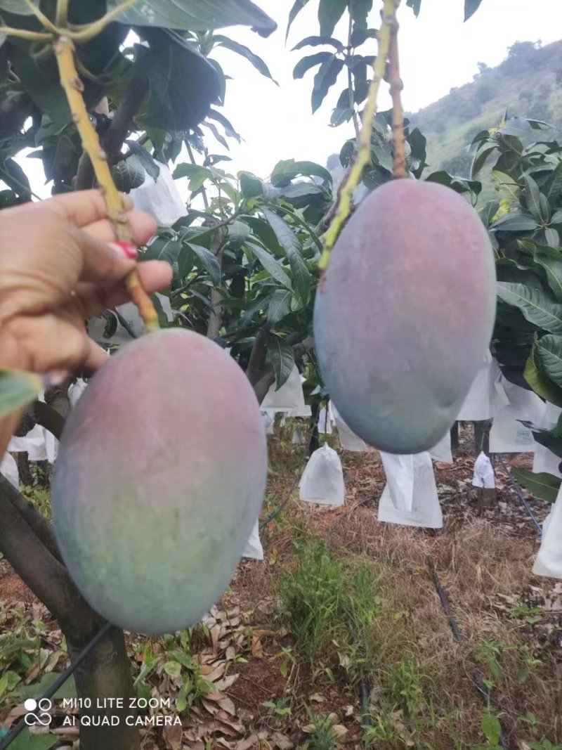 攀枝花凯特芒熟了，欢迎各位老板前来洽谈，