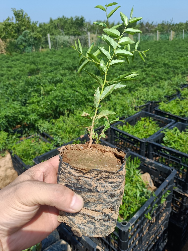 药用酸枣杯苗