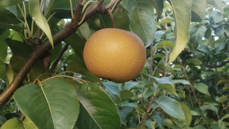 梨子