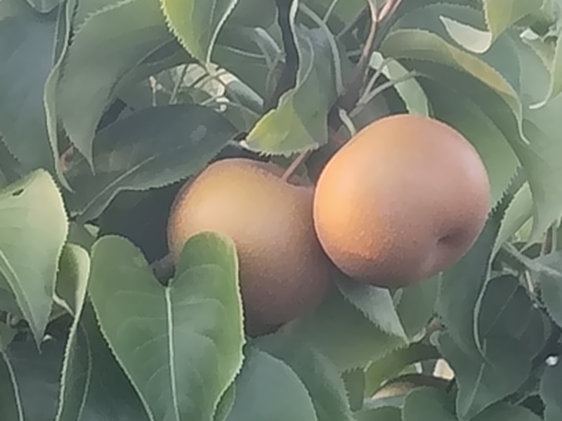梨子