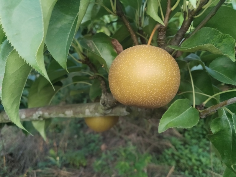 梨子