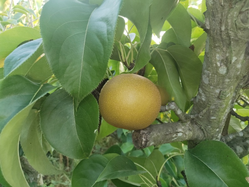 梨子