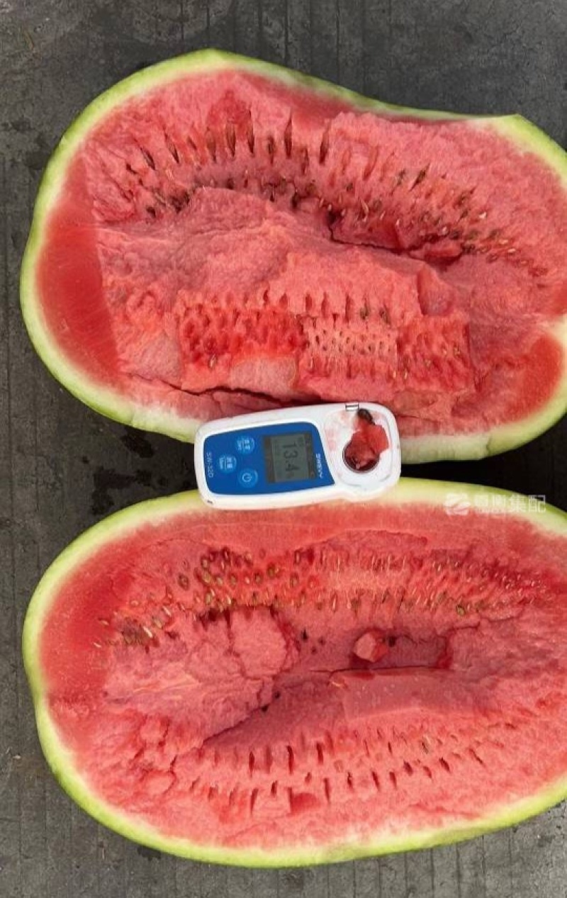 新疆A级精品硒砂瓜，新疆一级硒砂瓜，新疆硒砂瓜