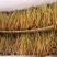 陕西澄城无硫精品熟直条黄花菜