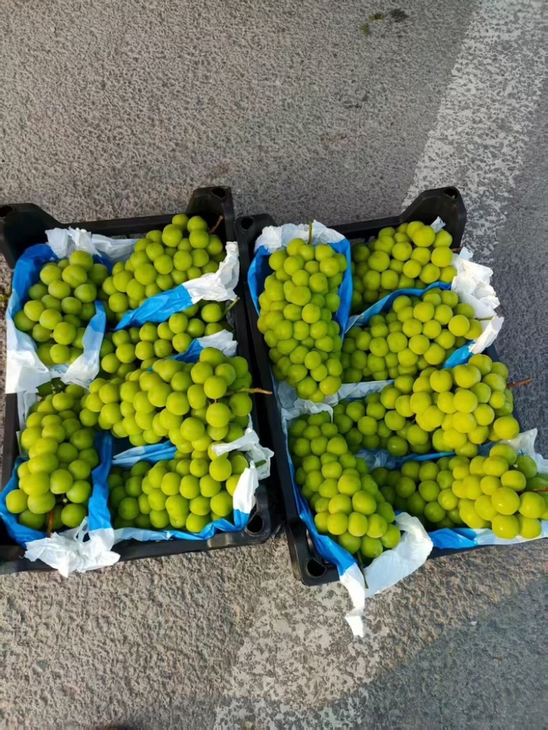 产地直销河北晋州阳光玫瑰葡萄对接精品市场外贸和一级