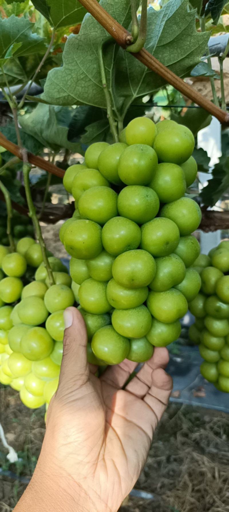 阳光玫瑰已熟