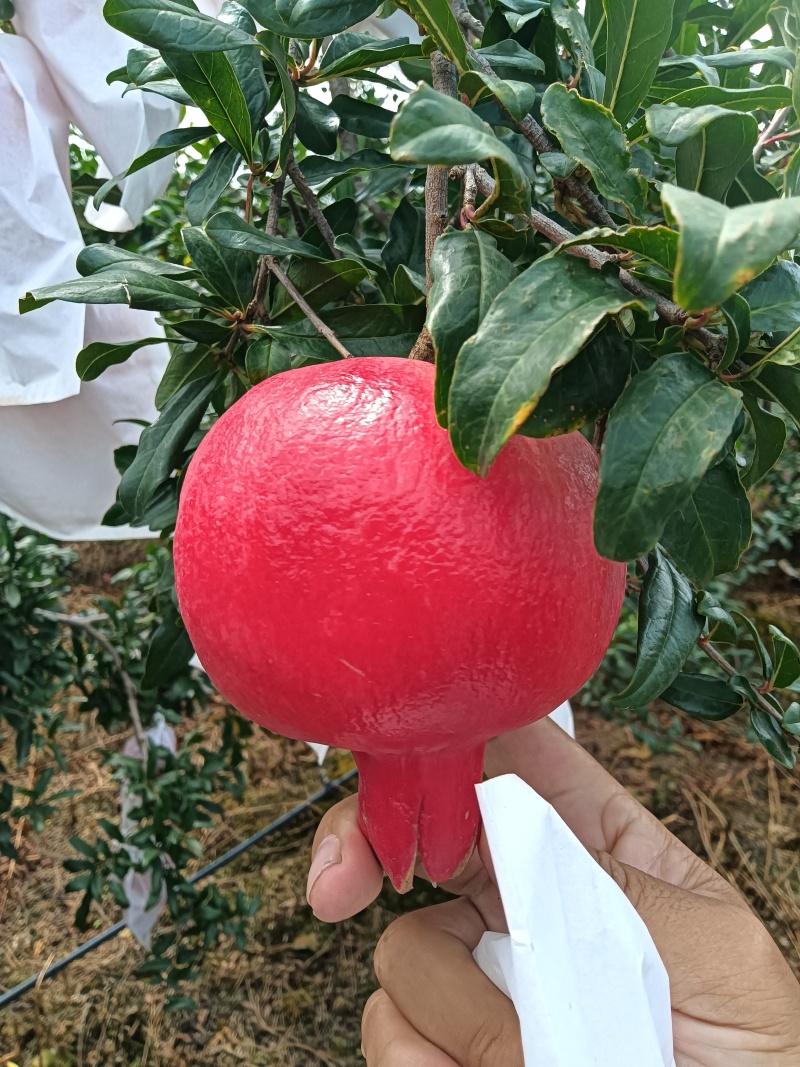 六月红石榴，已经成熟。