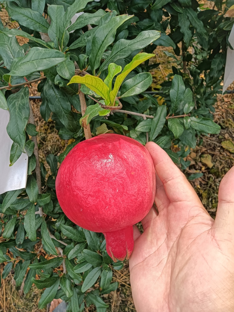 六月红石榴，已经成熟。