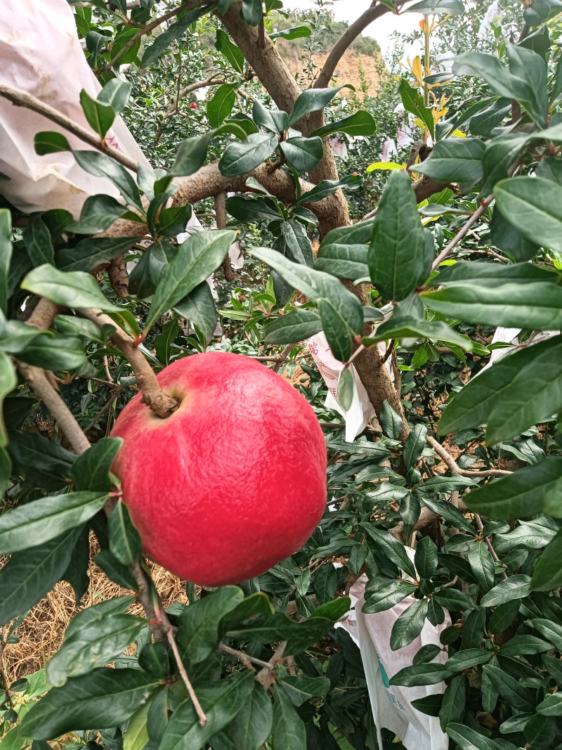 六月红石榴，已经成熟。