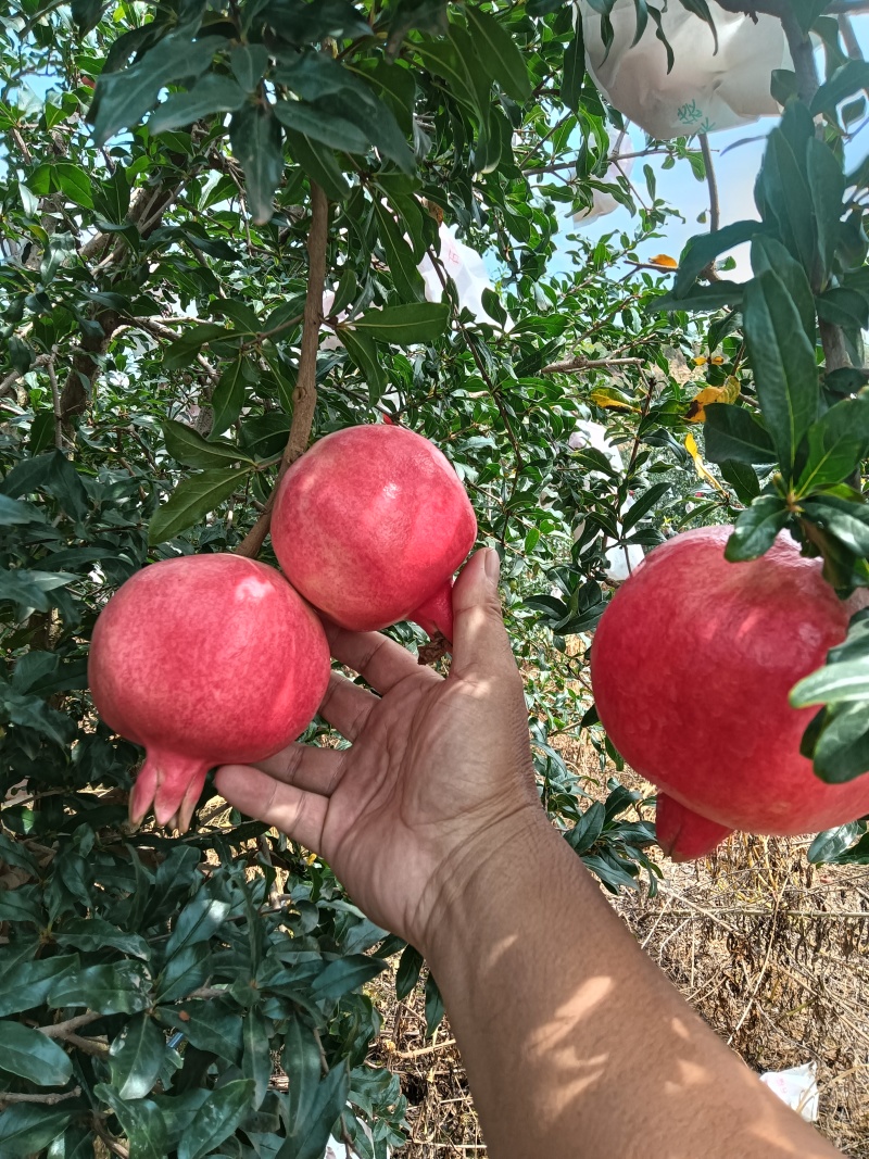 六月红石榴，已经成熟。