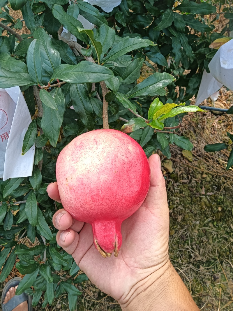 六月红石榴，已经成熟。