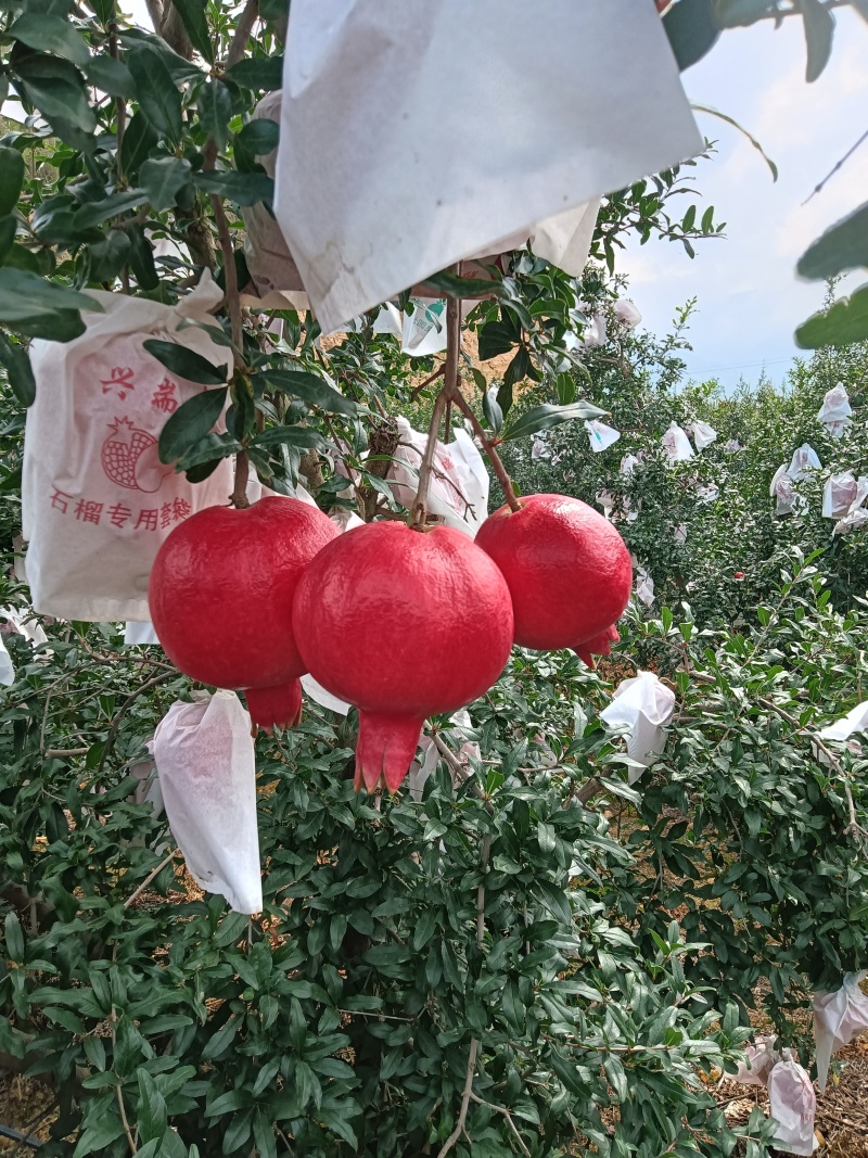 六月红石榴，已经成熟。