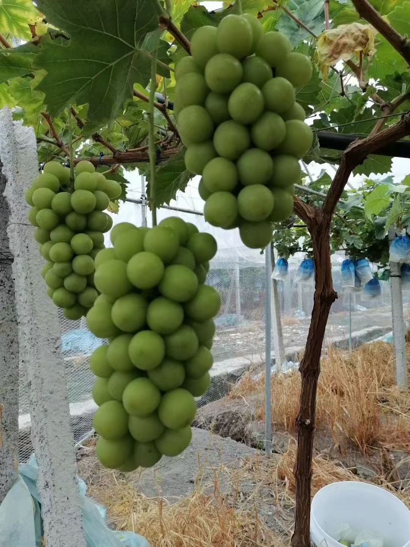 峨眉山市阳光玫瑰